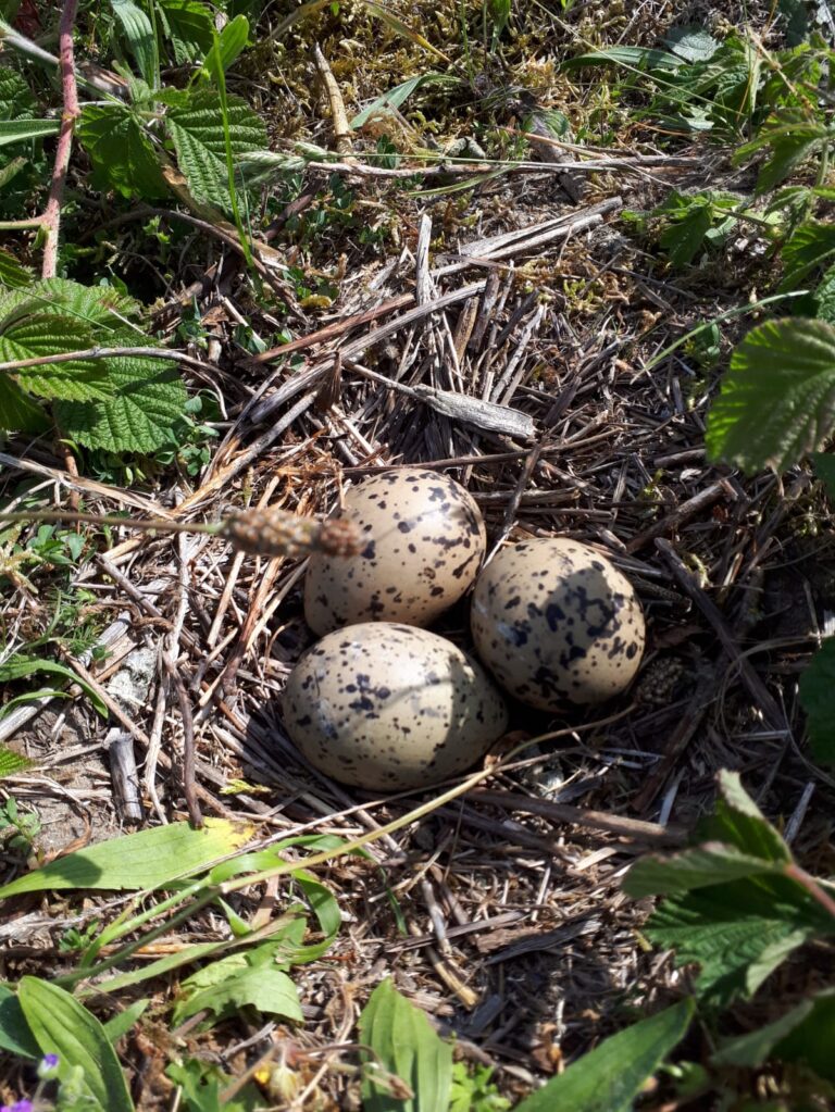Broedvogelinspectie